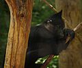 Black Mangabey 002