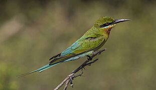Blue-tailed bee-eater (Merops philippinus) Yala