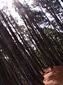 Bosque de pinos en La Culebra