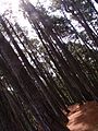 Bosque de pinos en La Culebra