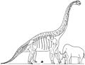 Brachiosaurus composite Matthew 1915