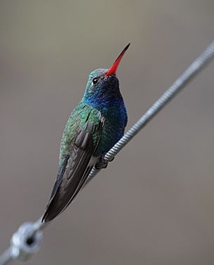 Broad-billed Hummingbird (33927224241)