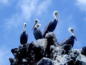 Brown pelicans (Pelecanus occidentalis), CINMS