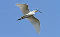 Bubulcus ibis -Dallas, Texas, USA -flying-8