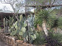 Cactus Garden at River Pierce Foundation office in San Ygnacio, TX IMG 3135