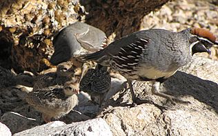 Callipepla gambelii -Tuscon, Arizona, USA -adults and chicks-8