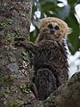 Callithrix flaviceps 2