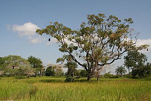 Casamance landscape