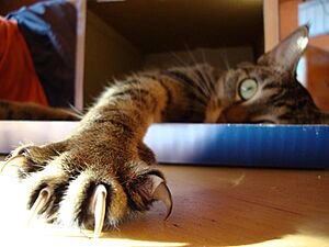 Cat Claws (149400819)