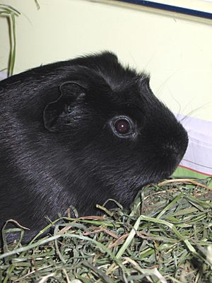 Cavia porcellus-Licorice