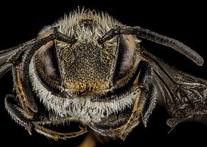 Coelioxys sodalis, F, face, Maine, Hancock County 2013-03-15-14.10.58 ZS PMax (8593901000)