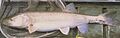 Colorado Pikeminnow
