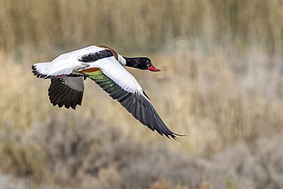 Common shelduck (Tadorna tadorna) female in flight Sfax
