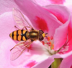 ComputerHotline - Syrphidae sp. (by) (3)