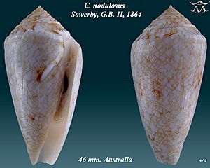 Conus nodulosus 2.jpg
