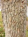 Corymbia ficifolia - trunk bark