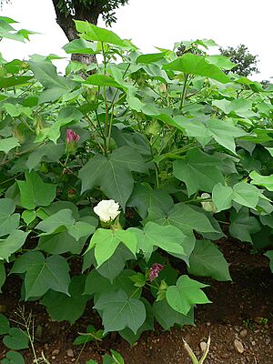 Cotton plant