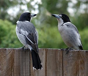 Cracticus torquatus -Brisbane -garden fence-8.jpg