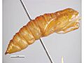Ctenopseustis herana pupa female
