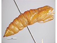 Ctenopseustis herana pupa female