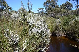 DSC 6235 Leptospermum continentale, Bull Creek, Shackle Road, Flinders Chase National Park, Kangaroo Island, South Australia (30760496863)