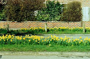 Daffodils, Kingston Vale (2004).jpg