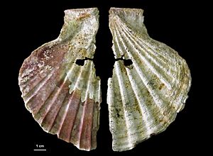 Decorated shell from Cueva Antón