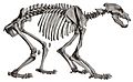 Description iconographique comparée du squelette et du système dentaire des mammifères récents et fossiles (Ursus arctos californicus)