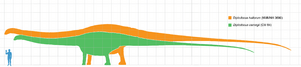 Diplodocus scale
