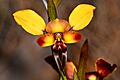 Diuris porrifolia