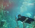 Diver in Caribbean Reef tank at Shedd Aquarium, 2009-11-15
