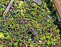 Dragonfly Synthemis tasmanica (17887054335)