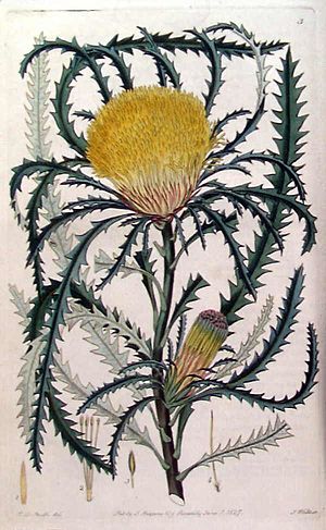 Dryandra longifolia from Flora Australasica.jpg