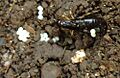 Earwig guarding eggs