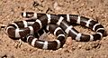 Eastern Bandy-bandy, Vermicella annulata (23111409351)