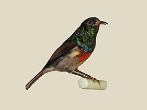 Eastern Double-collared Sunbird male specimen RWD