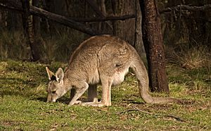Eastern Grey Kangaroo444