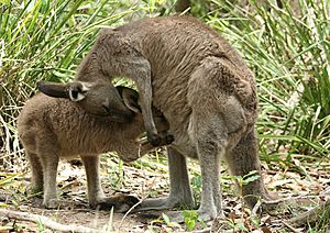 Eastern Grey Kangaroo Feeding