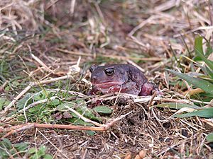 Eastern spadefoot toad frog