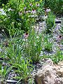 Echinacea pallida MN 2007