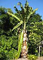 Ensete ventricosum 1