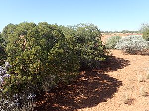 Eremophila linearis (habit)