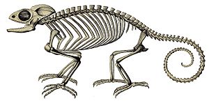 Erpétologie générale, ou, Histoire naturelle complète des reptiles (Chamaeleo chamaeleon skeleton)
