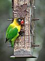 Escaped Yellow Collared Lovebird, Austin Texas, May 2013