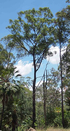 Eucalyptus baileyana.jpg