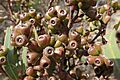 Eucalyptus dissimulata fruit