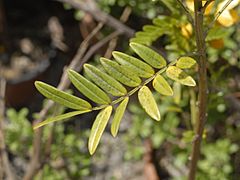 Fabaceae - Senna odorata
