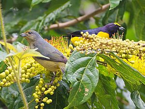 Female and Male Scrub Euphonia (Euphonia affinis)