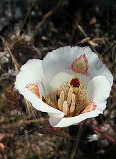 Fremont Peak Mariposa Lily