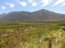 Fynbos-landscape-1